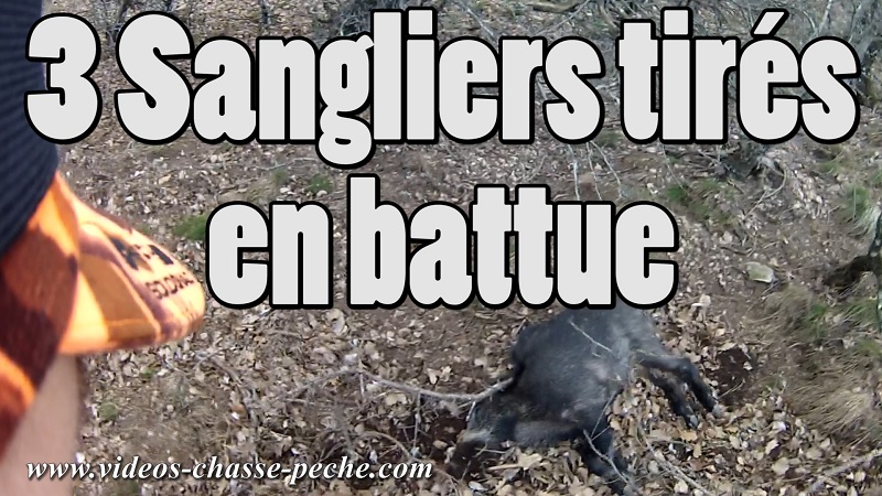 chasse au sanglier